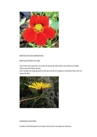 BROTOS E FOLHAS COMESTIVEIS
BROTOS DE DENTE DE LEÃO
Com fortes tons picantes, os brotos de dente de leão fazem uma saborosa salada.
Colha somente folhas jovens.
Uso: Picadas de modo grosseiro elas são otimas em saladas e combinam bem com um
toque de alho.
ASPARGOS SILVESTRES
O sabor conhecido ganha um toque citrico extra nas especies silvestres.
 