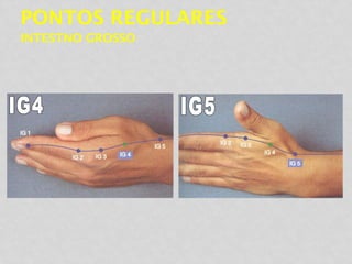 PONTOS REGULARES
INTESTNO GROSSO
 