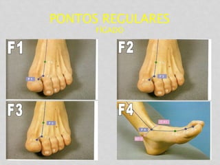 PONTOS REGULARES
FÍGADO
 