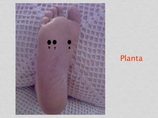 Planta
 