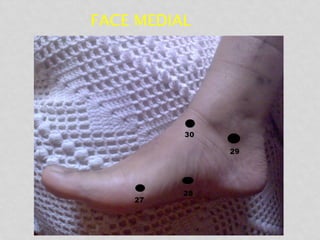 FACE MEDIAL
 