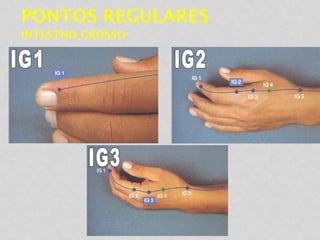 PONTOS REGULARES
INTESTNO GROSSO
 