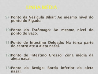LINHA MÉDIA
9) Ponto da Vesícula Biliar: Ao mesmo nível do
ponto do Fígado.
10)Ponto do Estômago: Ao mesmo nível do
ponto do Baço.
11)Ponto de Intestino Delgado: Na terça parte
do centro até a aleta nasal.
12)Ponto do Intestino Grosso: Zona média da
aleta nasal.
13)Ponto da Bexiga: Borda inferior da aleta
nasal.
 