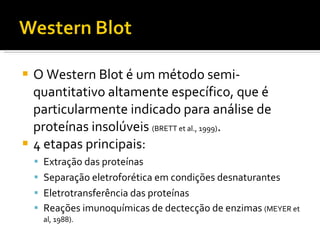 O Western Blot é um método semi-quantitativo altamente específico, que é particularmente indicado para análise de proteínas insolúveis  (BRETT et al., 1999) . 4 etapas principais:  Extração das proteínas Separação eletroforética em condições desnaturantes Eletrotransferência das proteínas  Reações imunoquímicas de dectecção de enzimas  (MEYER et al, 1988). 