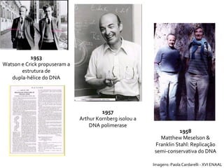 1953 Watson e Crick propuseram a estrutura de dupla-hélice do DNA 1957 Arthur Kornberg isolou a DNA polimerase 1958 Matthew Meselson & Franklin Stahl: Replicação semi-conservativa do DNA Imagens: Paola Cardarelli - XVI ENAAL 
