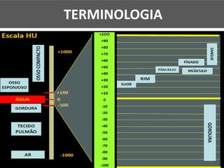 TERMINOLOGIA
 