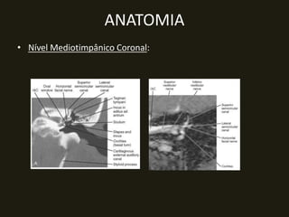 ANATOMIA
• Nível Mediotimpânico Coronal:
 