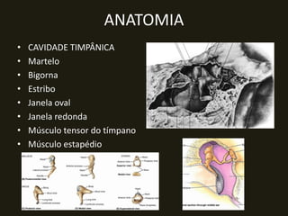 ANATOMIA
•   CAVIDADE TIMPÂNICA
•   Martelo
•   Bigorna
•   Estribo
•   Janela oval
•   Janela redonda
•   Músculo tensor do tímpano
•   Músculo estapédio
 