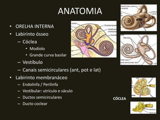 ANATOMIA
• ORELHA INTERNA
• Labirinto ósseo
   – Cóclea
        • Modíolo
        • Grande curva basilar
   – Vestíbulo
   – Canais semicirculares (ant, pot e lat)
• Labirinto membranáceo
   –   Endolinfa / Perilinfa
   –   Vestibular: utrículo e sáculo
   –   Ductos semicirculares                  CÓCLEA
   –   Ducto coclear
 