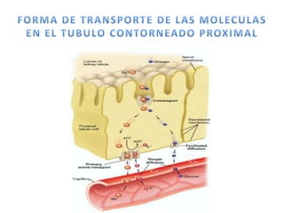 REABSORCI
ON
Transporte
de Cl-
(pasivo)
Transporte
de Na-
(pasivo)
EL H2O SIGUE A
LA SAL POR
OSMOSIS
ALREDEDOR DE 65% DE
SAL Y AGUA DEL
UTRAFILTRADO
GLOMERULAR SE
REABSORDE EN EL T.C.P
Y REGRESA A LA SANGRE