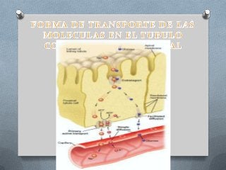 REABSORCION EN TUBULO CONTORNEADO PROXIMAL