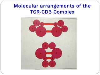 Tcr Class Tcr class | PPT