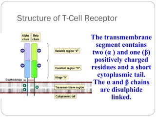 Tcr Class Tcr class | PPT