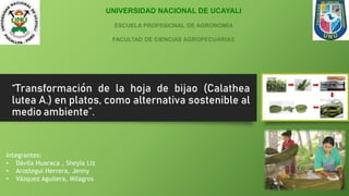 “Transformación de la hoja de bijao (Calathea
lutea A.) en platos, como alternativa sostenible al
medio ambiente”.
UNIVERSIDAD NACIONAL DE UCAYALI
ESCUELA PROFESIONAL DE AGRONOMÍA
FACULTAD DE CIENCIAS AGROPECUARIAS
Integrantes:
• Dávila Huaraca , Sheyla Liz
• Arostegui Herrera, Jenny
• Vásquez Aguilera, Milagros
 