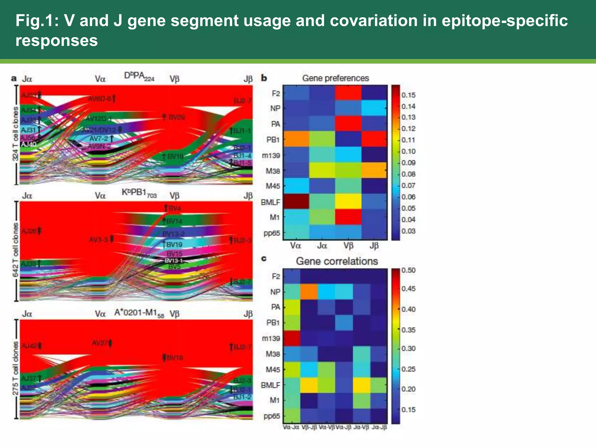 Fig.1: V and J gene segment usage and covariation in epitope-specific
responses
 