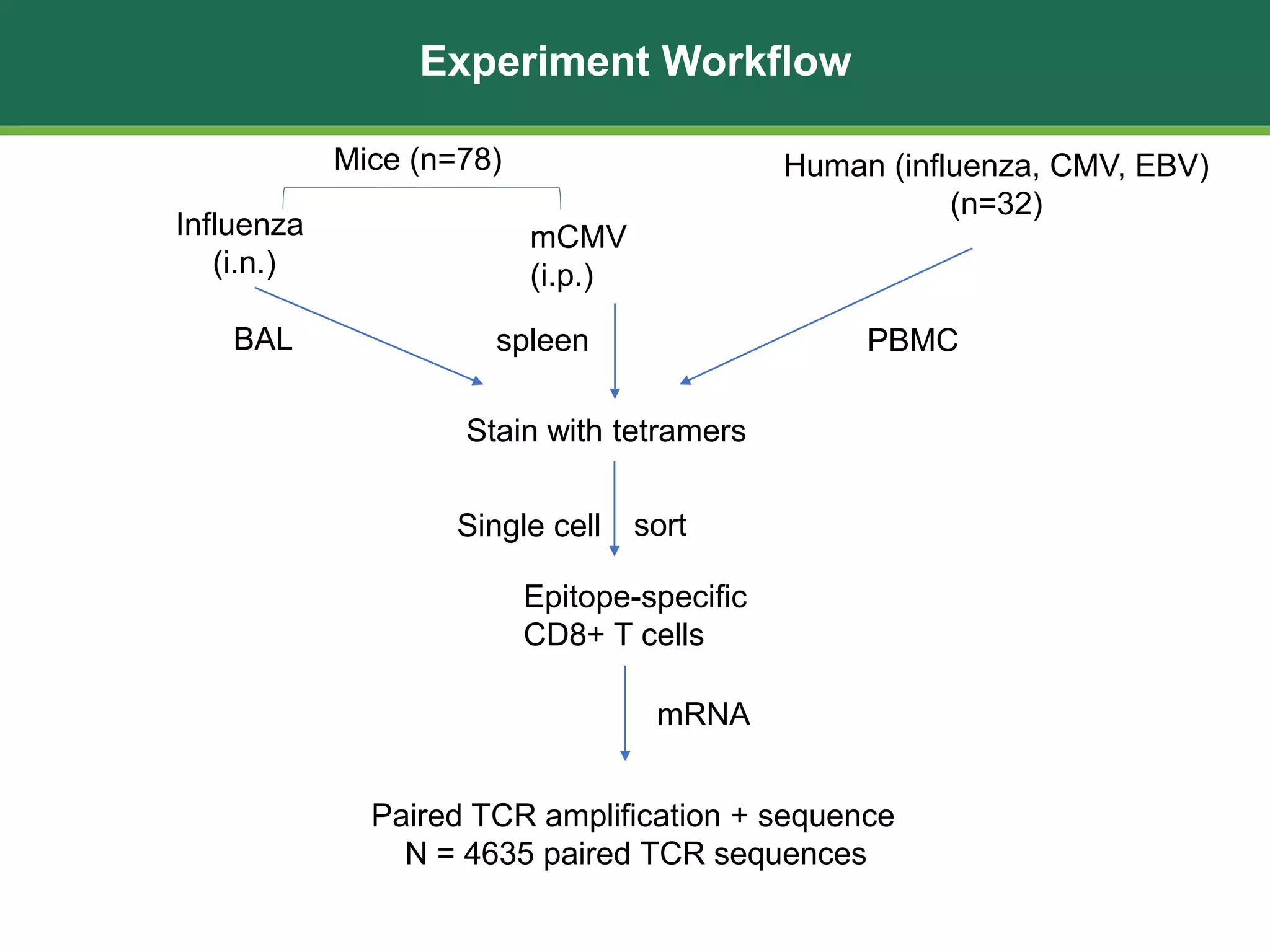 Experiment Workflow
Mice (n=78)
Influenza
(i.n.)
mCMV
(i.p.)
BAL
Stain with tetramers
sort
Epitope-specific
CD8+ T cells
spleen
Human (influenza, CMV, EBV)
(n=32)
Single cell
mRNA
Paired TCR amplification + sequence
N = 4635 paired TCR sequences
PBMC
 