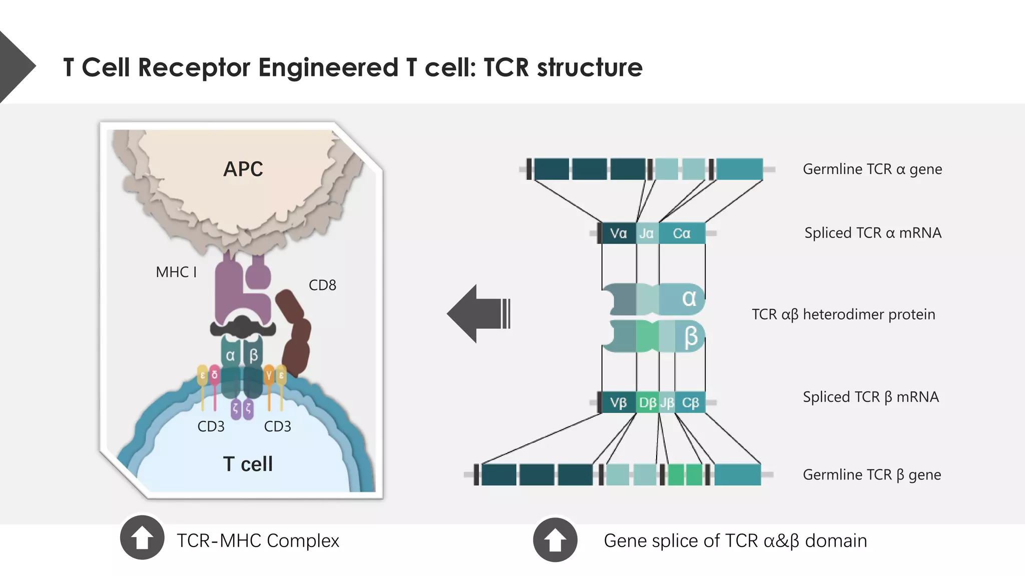 APC
T cell
MHC I
CD8
CD3 CD3
Germline TCR α gene
Germline TCR β gene
Spliced TCR α mRNA
Spliced TCR β mRNA
TCR αβ heterodimer protein
T Cell Receptor Engineered T cell: TCR structure
TCR-MHC Complex Gene splice of TCR α&β domain
 