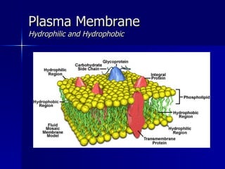 Plasma Membrane Hydrophilic and Hydrophobic 