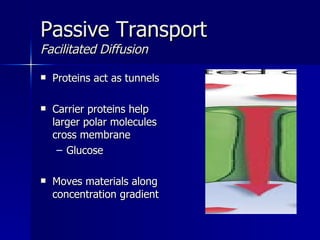 Passive Transport Facilitated   Diffusion Proteins act as tunnels Carrier proteins help larger polar molecules cross membrane Glucose Moves materials along concentration gradient 