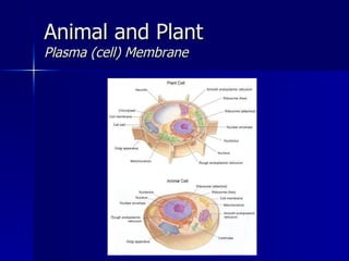 Animal and Plant Plasma (cell) Membrane  