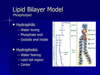 Lipid Bilayer Model Phospholipid  Hydrophilic Water loving Phosphate end Outside and inside  Hydrophobic Water fearing Lipid tail region Center 