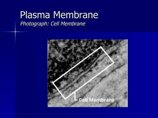 Plasma Membrane
