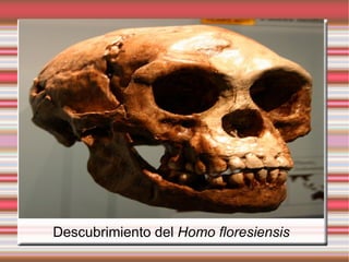 Descubrimiento del  Homo floresiensis 