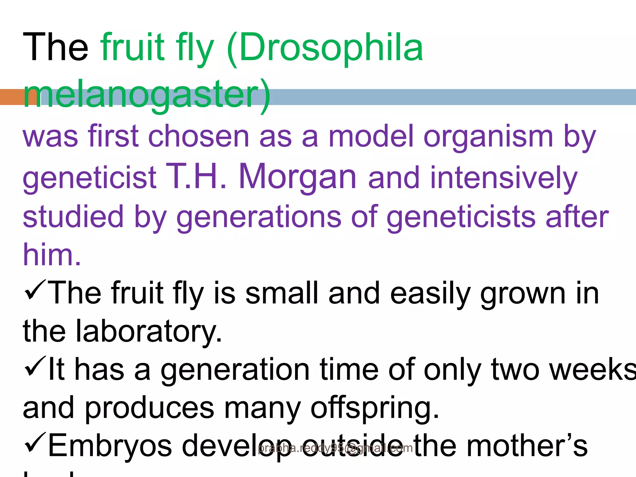 The fruit fly (Drosophila
melanogaster)
was first chosen as a model organism by
geneticist T.H. Morgan and intensively
studied by generations of geneticists after
him.
The fruit fly is small and easily grown in
the laboratory.
It has a generation time of only two weeks
and produces many offspring.
Embryos develop outside the mother’sprabha.reddy95@gmail.com
 