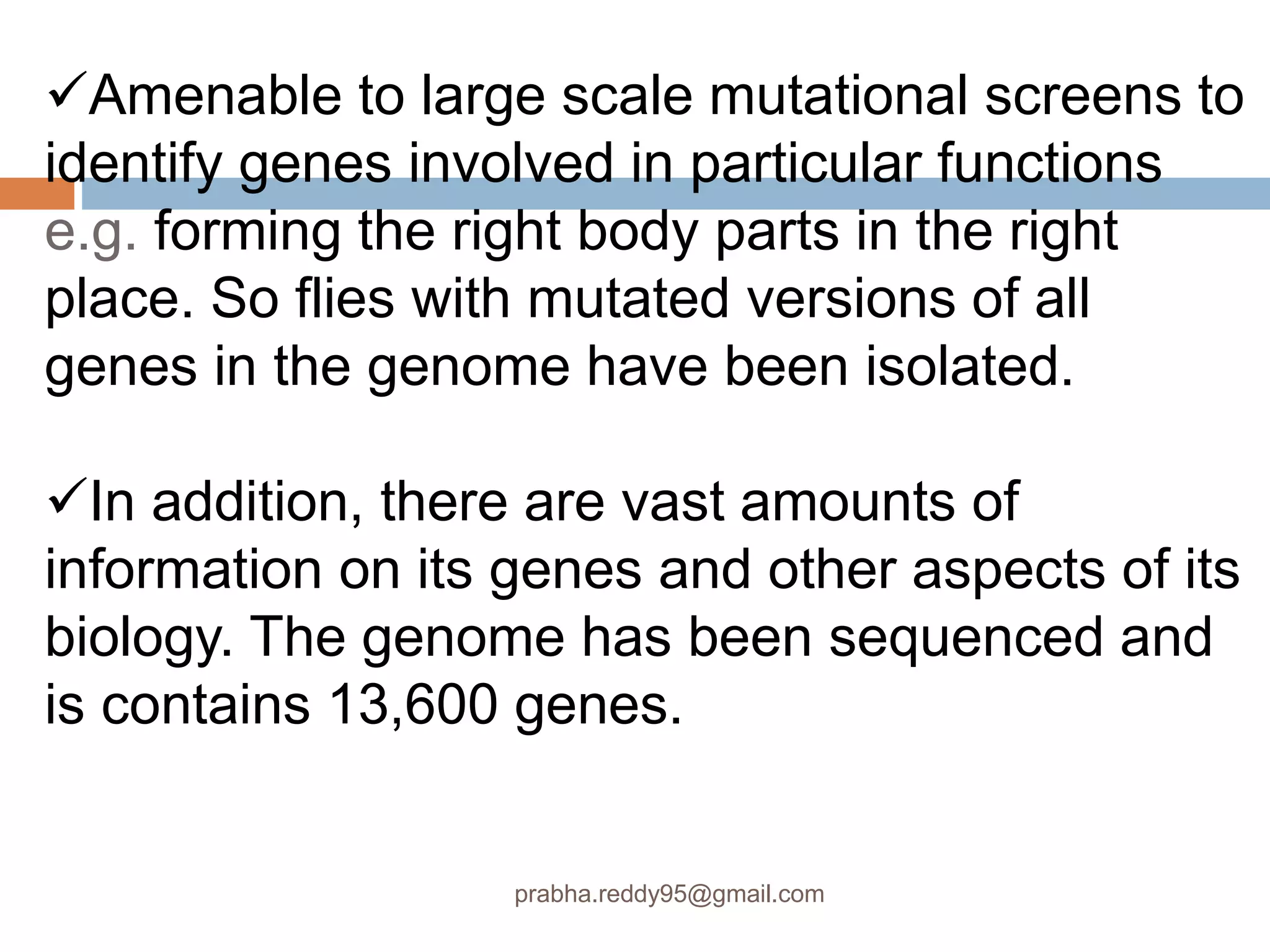 Amenable to large scale mutational screens to
identify genes involved in particular functions
e.g. forming the right body parts in the right
place. So flies with mutated versions of all
genes in the genome have been isolated.
In addition, there are vast amounts of
information on its genes and other aspects of its
biology. The genome has been sequenced and
is contains 13,600 genes.
prabha.reddy95@gmail.com
 