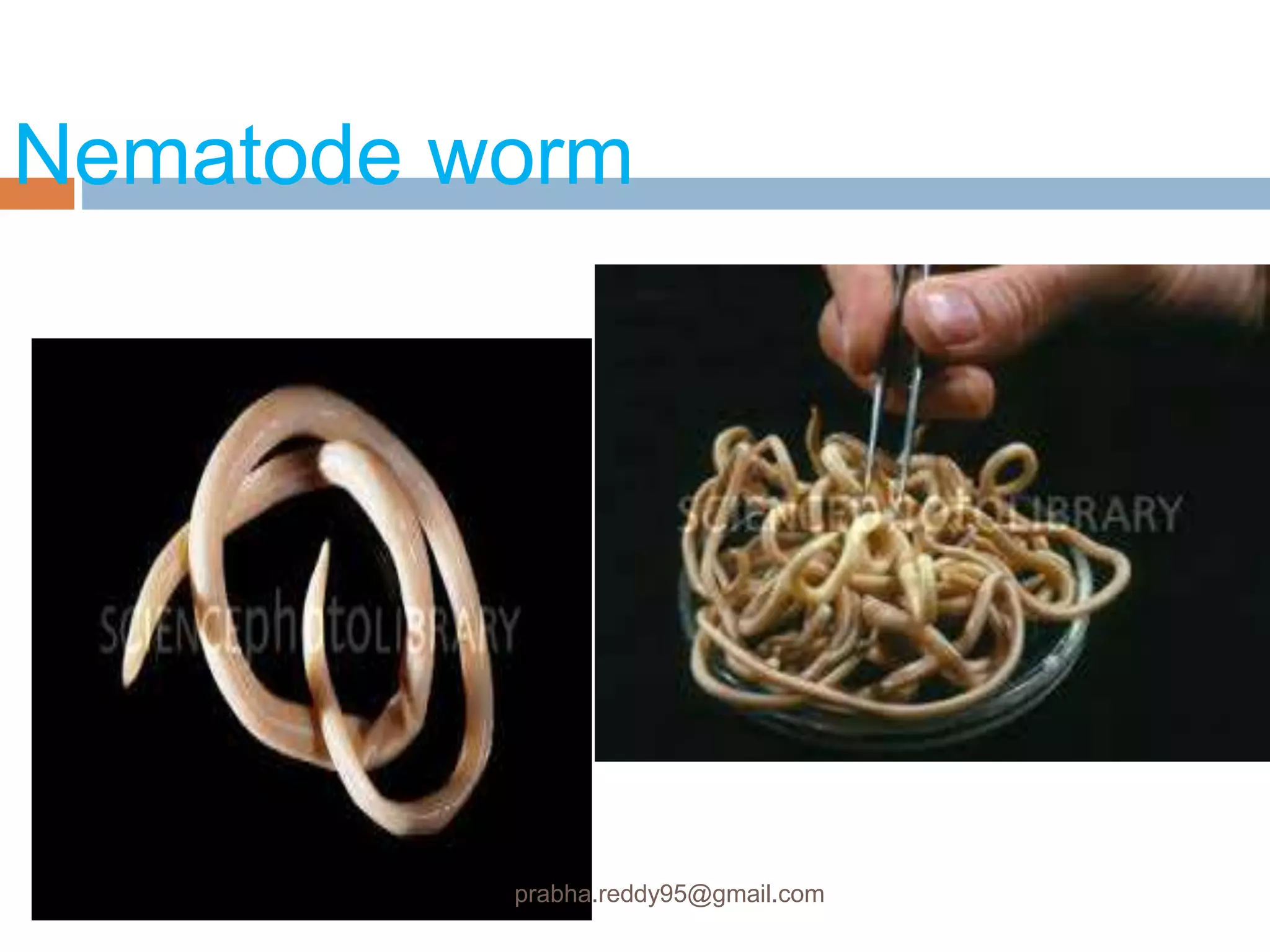 Nematode worm
prabha.reddy95@gmail.com
 
