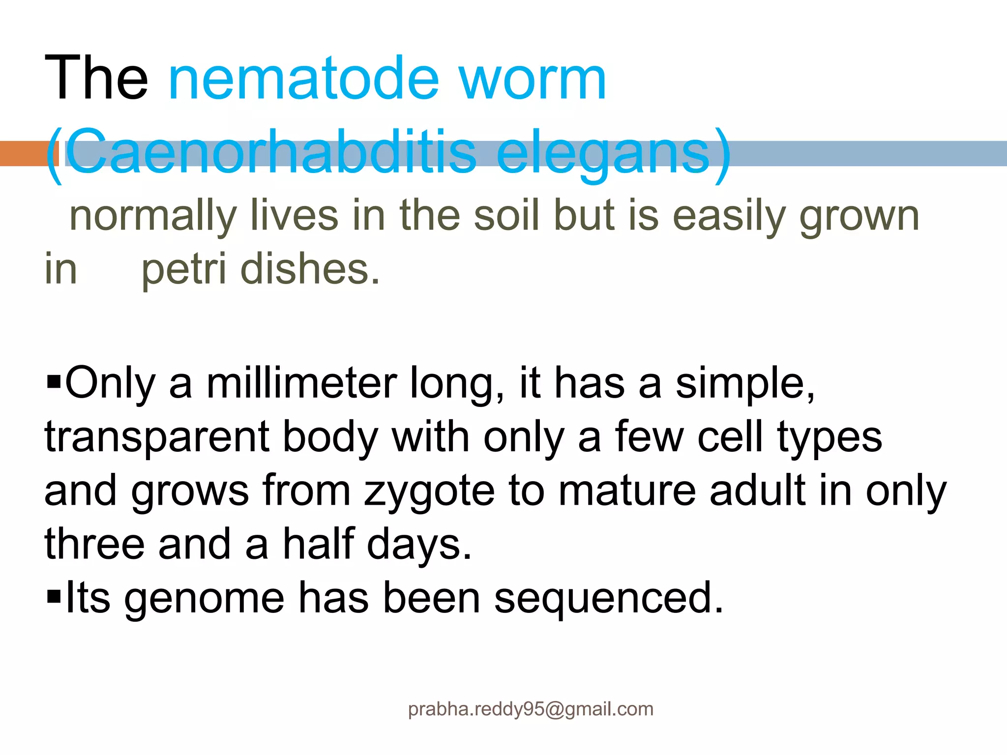 The nematode worm
(Caenorhabditis elegans)
normally lives in the soil but is easily grown
in petri dishes.
Only a millimeter long, it has a simple,
transparent body with only a few cell types
and grows from zygote to mature adult in only
three and a half days.
Its genome has been sequenced.
prabha.reddy95@gmail.com
 