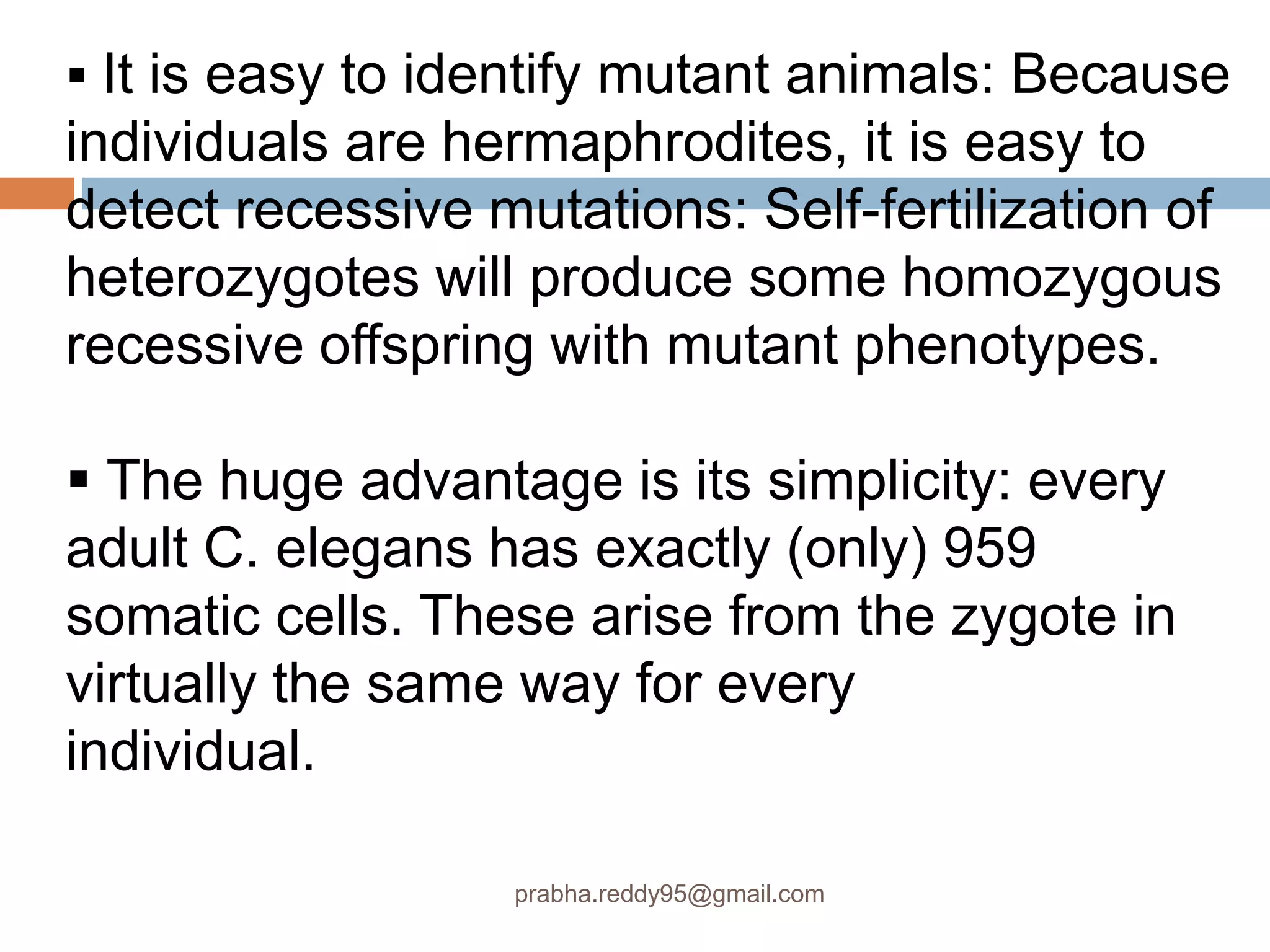  It is easy to identify mutant animals: Because
individuals are hermaphrodites, it is easy to
detect recessive mutations: Self-fertilization of
heterozygotes will produce some homozygous
recessive offspring with mutant phenotypes.
 The huge advantage is its simplicity: every
adult C. elegans has exactly (only) 959
somatic cells. These arise from the zygote in
virtually the same way for every
individual.
prabha.reddy95@gmail.com
 