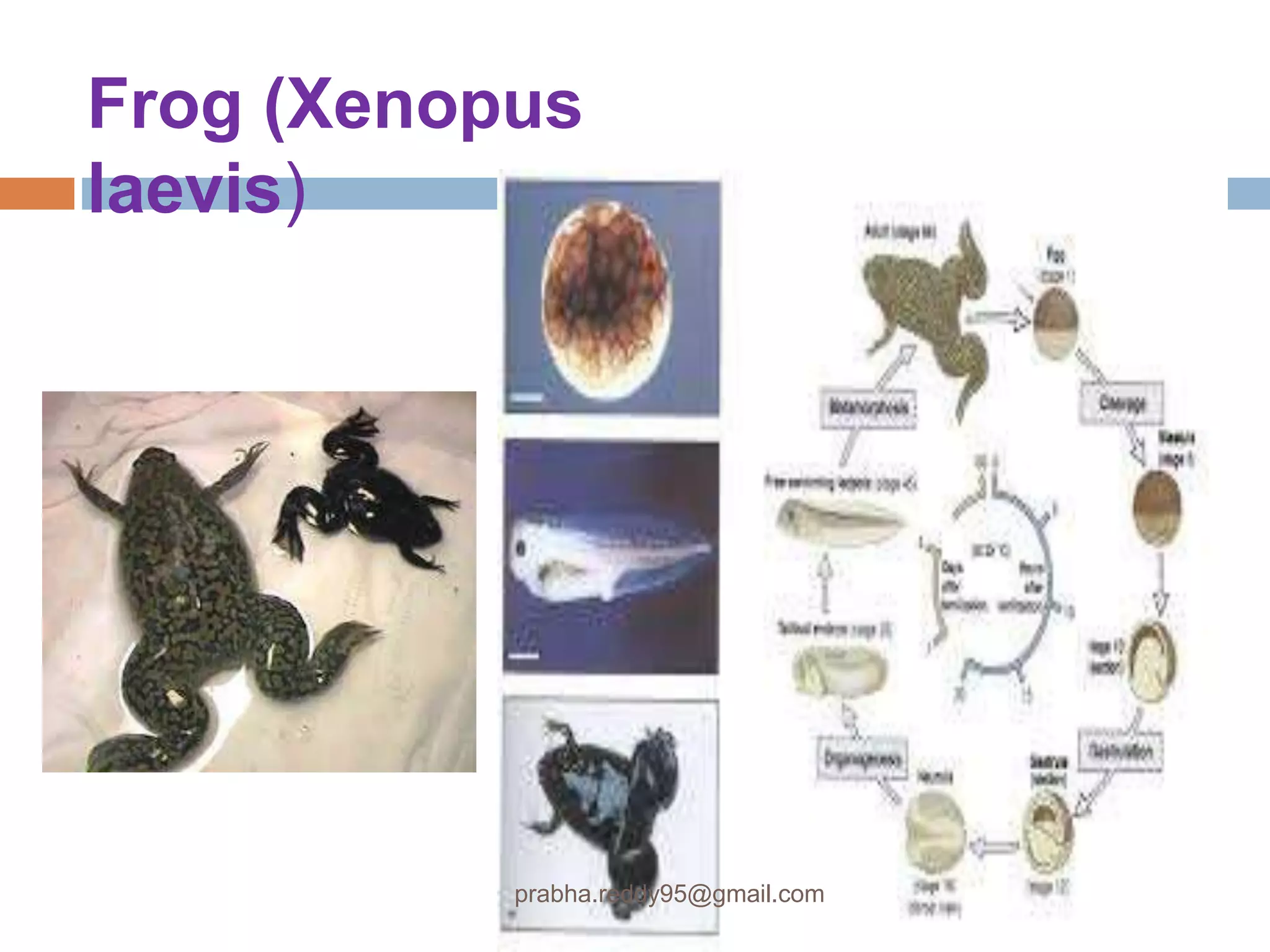 Frog (Xenopus
laevis)
prabha.reddy95@gmail.com
 