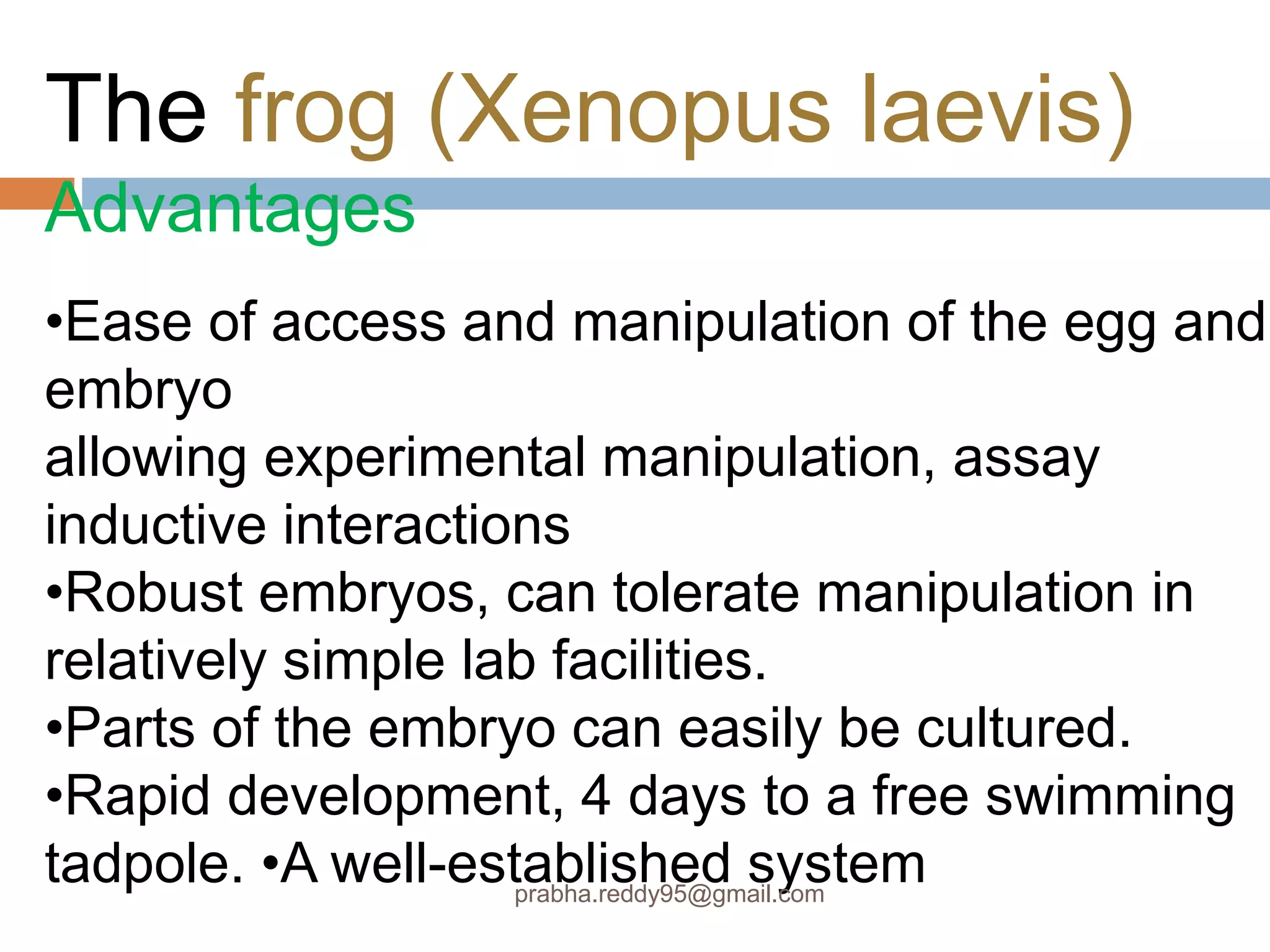 The frog (Xenopus laevis)
Advantages
•Ease of access and manipulation of the egg and
embryo
allowing experimental manipulation, assay
inductive interactions
•Robust embryos, can tolerate manipulation in
relatively simple lab facilities.
•Parts of the embryo can easily be cultured.
•Rapid development, 4 days to a free swimming
tadpole. •A well-established systemprabha.reddy95@gmail.com
 
