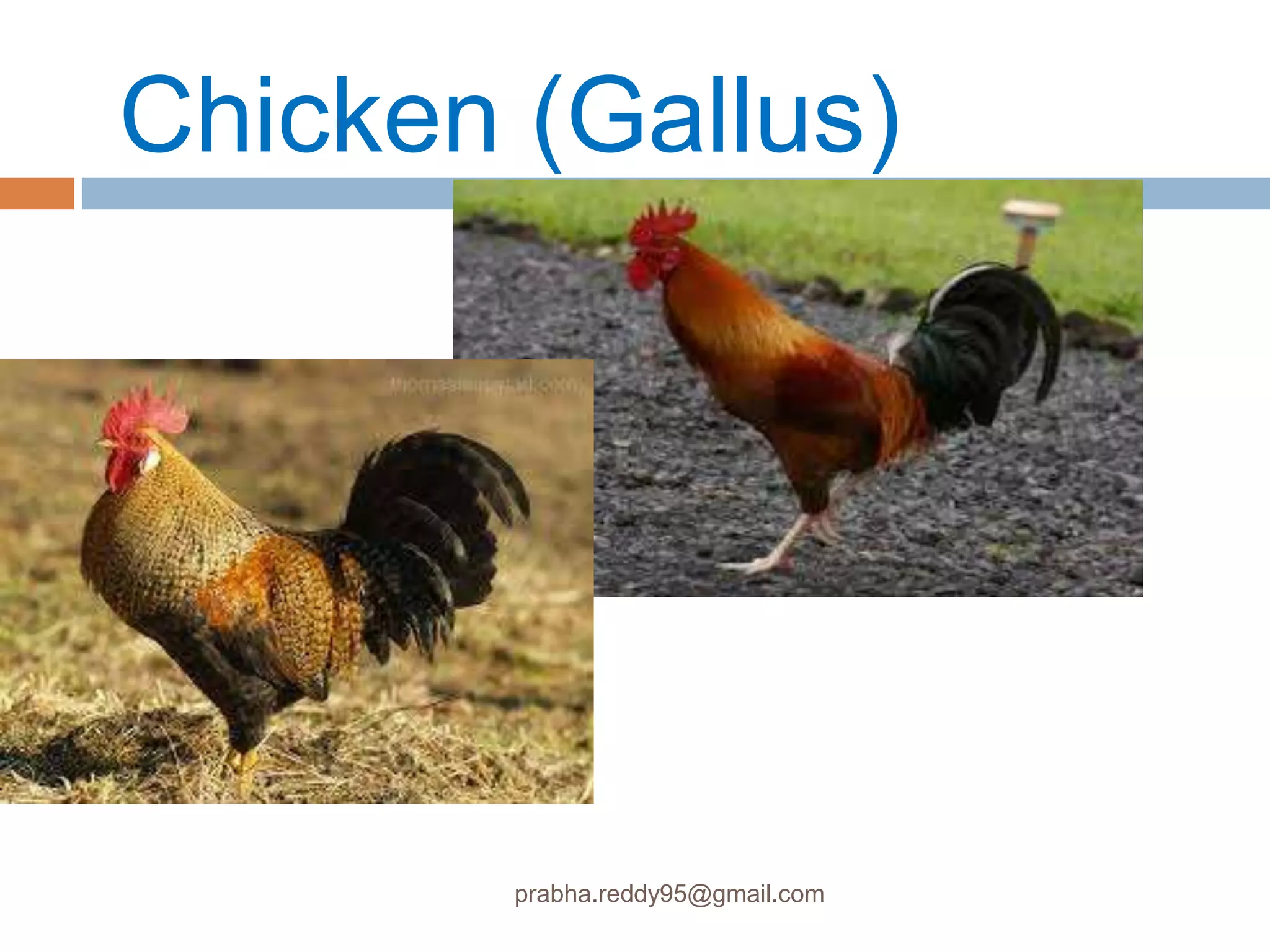 Chicken (Gallus)
prabha.reddy95@gmail.com
 