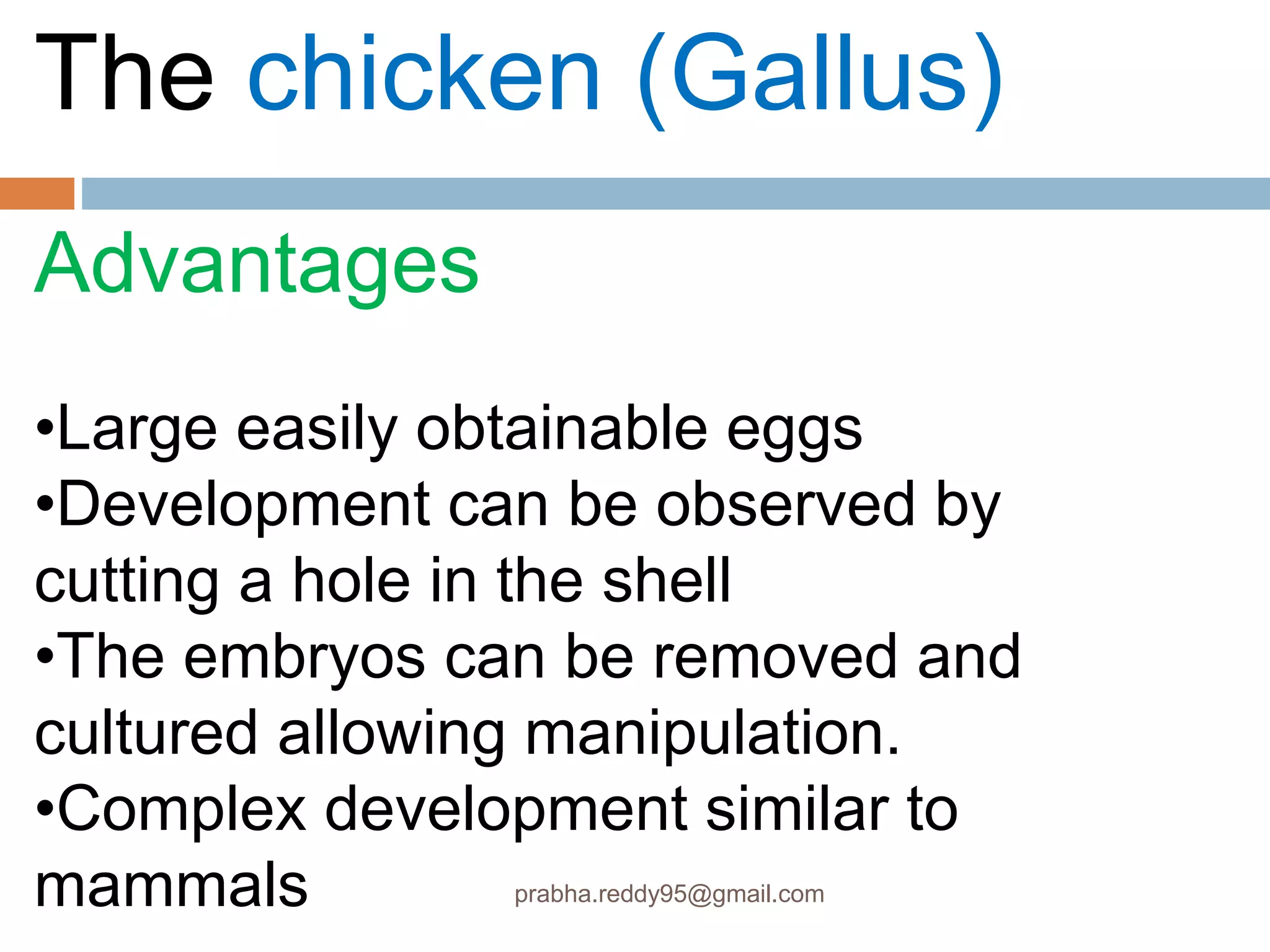 The chicken (Gallus)
Advantages
•Large easily obtainable eggs
•Development can be observed by
cutting a hole in the shell
•The embryos can be removed and
cultured allowing manipulation.
•Complex development similar to
mammals prabha.reddy95@gmail.com
 