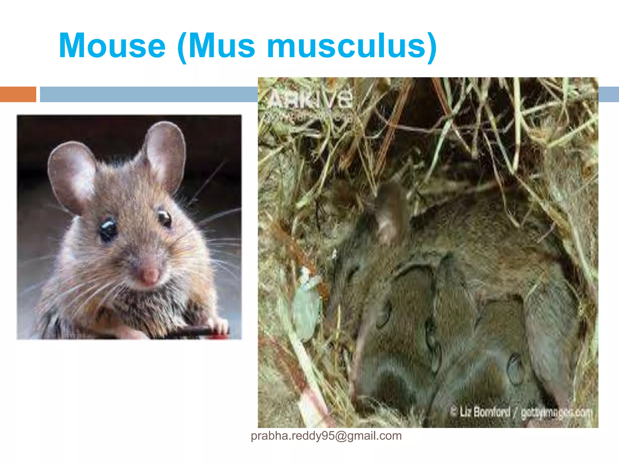 Mouse (Mus musculus)
prabha.reddy95@gmail.com
 