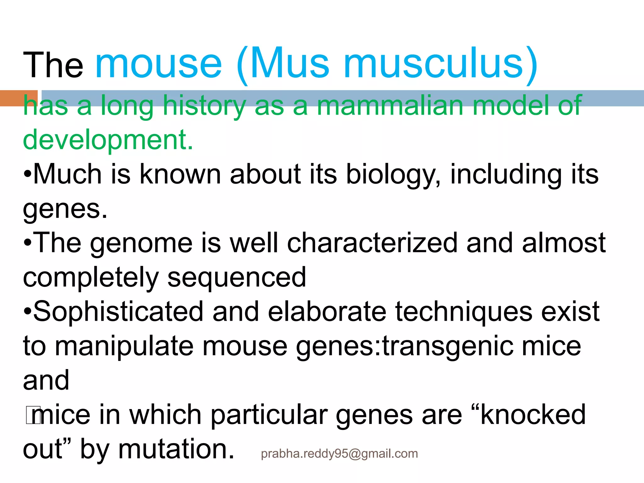 The mouse (Mus musculus)
has a long history as a mammalian model of
development.
•Much is known about its biology, including its
genes.
•The genome is well characterized and almost
completely sequenced
•Sophisticated and elaborate techniques exist
to manipulate mouse genes:transgenic mice
and
ƒmice in which particular genes are “knocked
out” by mutation. prabha.reddy95@gmail.com
 