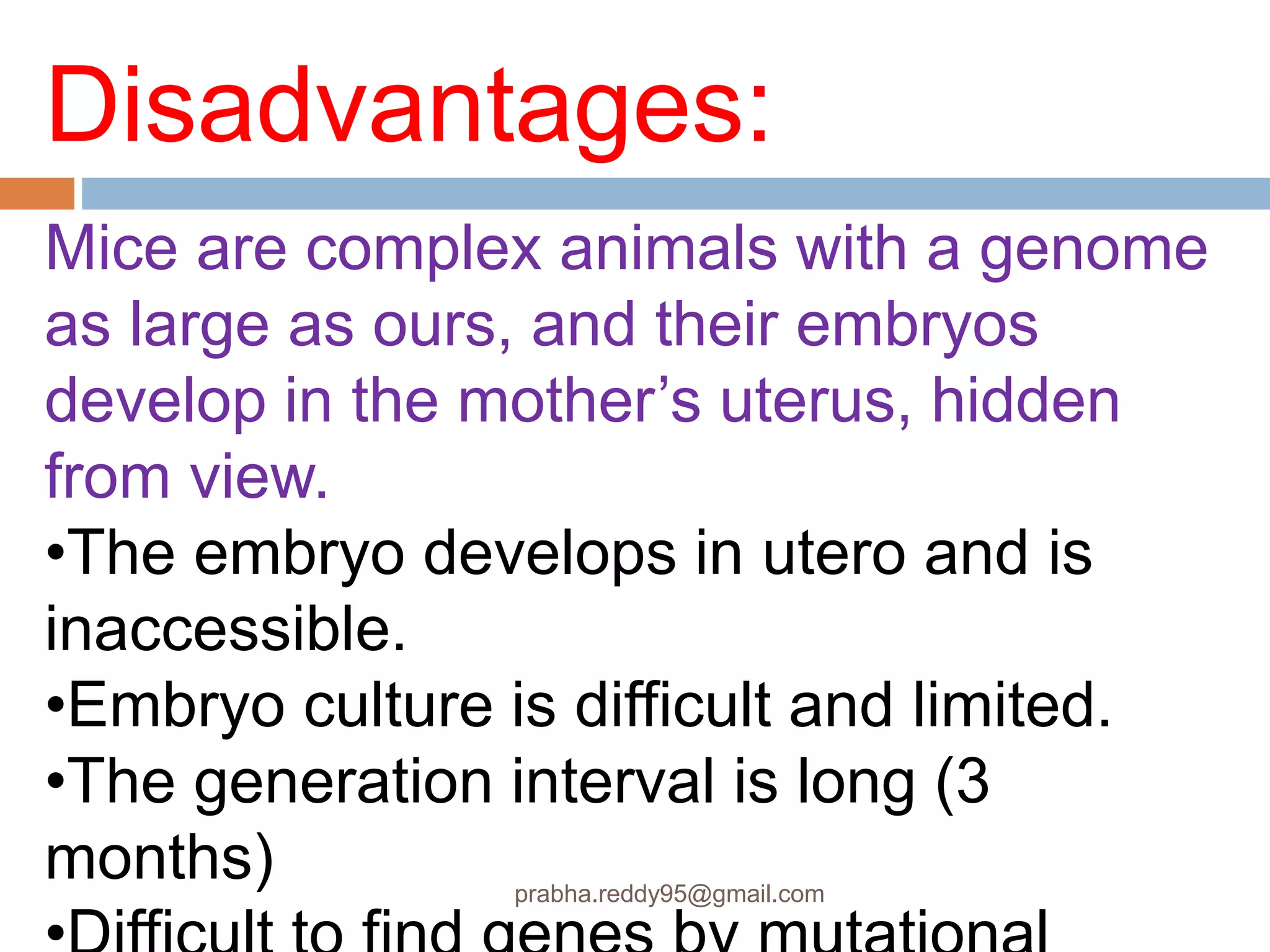 Disadvantages:
Mice are complex animals with a genome
as large as ours, and their embryos
develop in the mother’s uterus, hidden
from view.
•The embryo develops in utero and is
inaccessible.
•Embryo culture is difficult and limited.
•The generation interval is long (3
months) prabha.reddy95@gmail.com
 