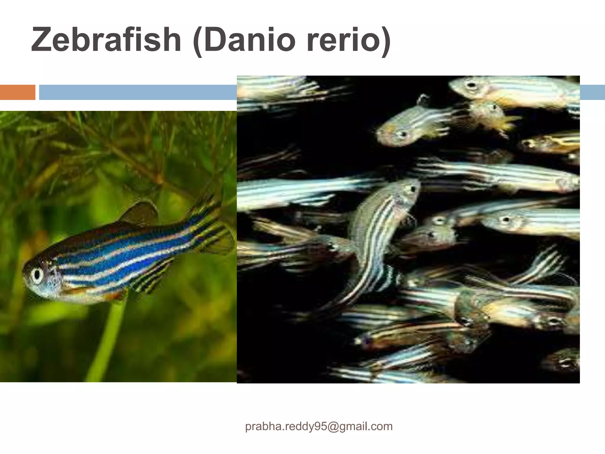 Zebrafish (Danio rerio)
prabha.reddy95@gmail.com
 