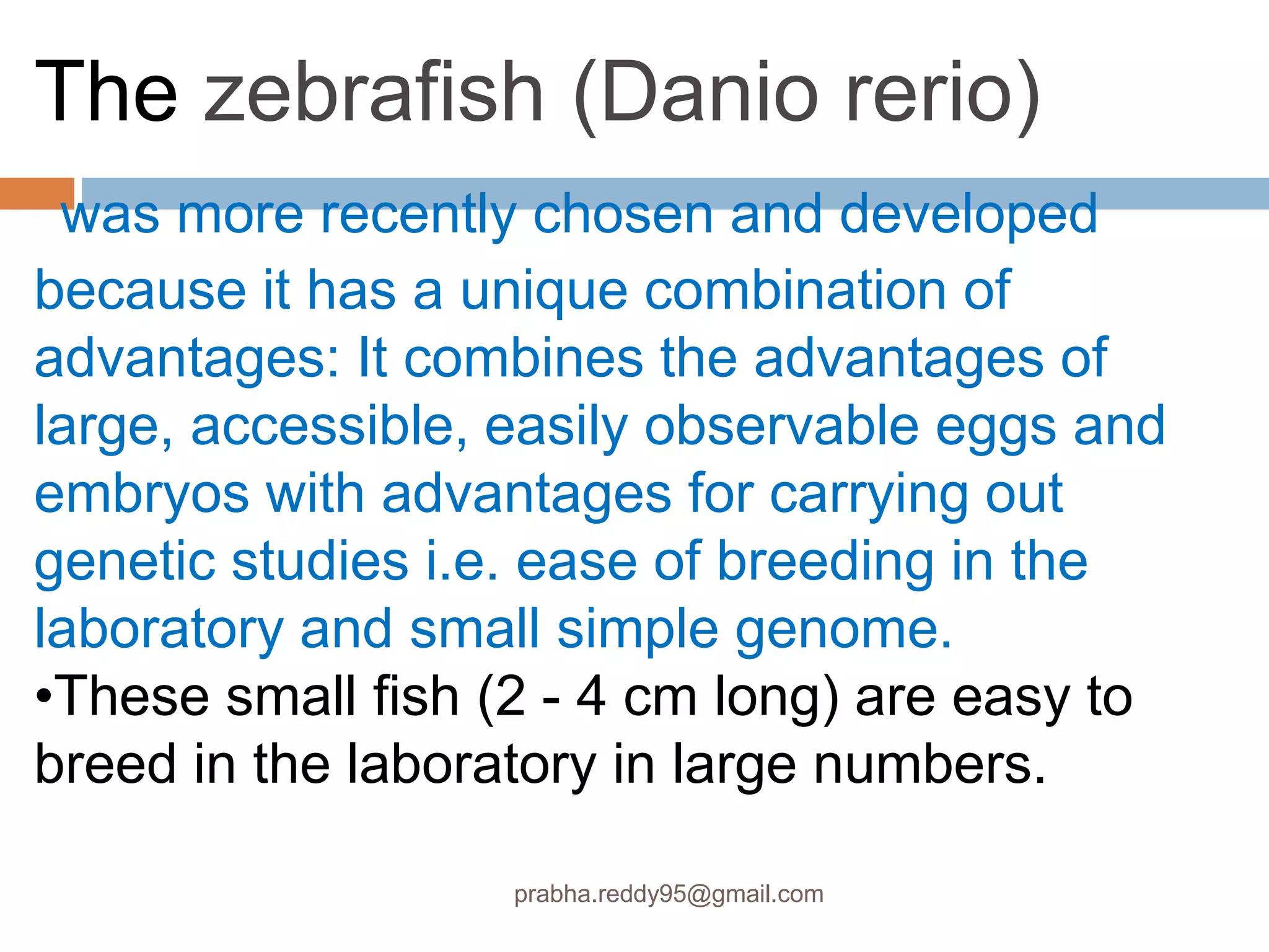 The zebrafish (Danio rerio)
was more recently chosen and developed
because it has a unique combination of
advantages: It combines the advantages of
large, accessible, easily observable eggs and
embryos with advantages for carrying out
genetic studies i.e. ease of breeding in the
laboratory and small simple genome.
•These small fish (2 - 4 cm long) are easy to
breed in the laboratory in large numbers.
prabha.reddy95@gmail.com
 