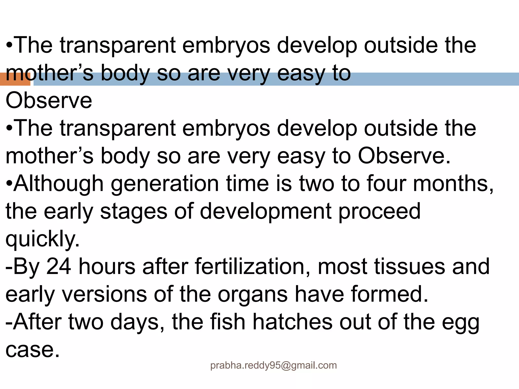 •The transparent embryos develop outside the
mother’s body so are very easy to
Observe
•The transparent embryos develop outside the
mother’s body so are very easy to Observe.
•Although generation time is two to four months,
the early stages of development proceed
quickly.
-By 24 hours after fertilization, most tissues and
early versions of the organs have formed.
-After two days, the fish hatches out of the egg
case.
prabha.reddy95@gmail.com
 