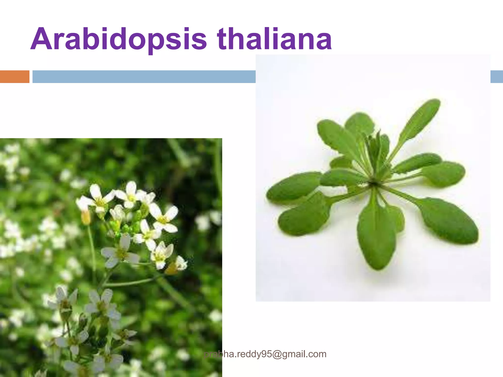 Arabidopsis thaliana
prabha.reddy95@gmail.com
 