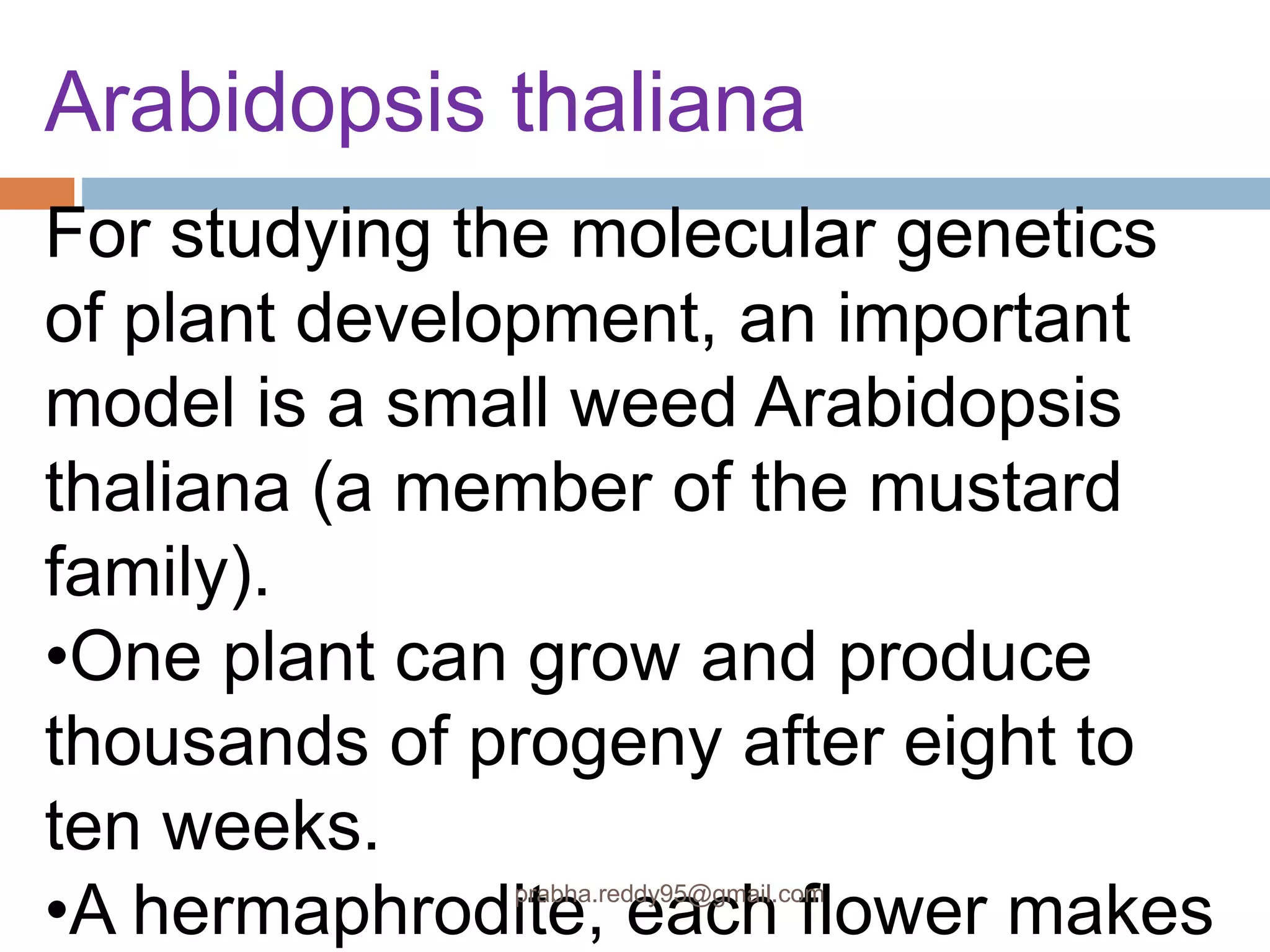 Arabidopsis thaliana
For studying the molecular genetics
of plant development, an important
model is a small weed Arabidopsis
thaliana (a member of the mustard
family).
•One plant can grow and produce
thousands of progeny after eight to
ten weeks.
•A hermaphrodite, each flower makesprabha.reddy95@gmail.com
 