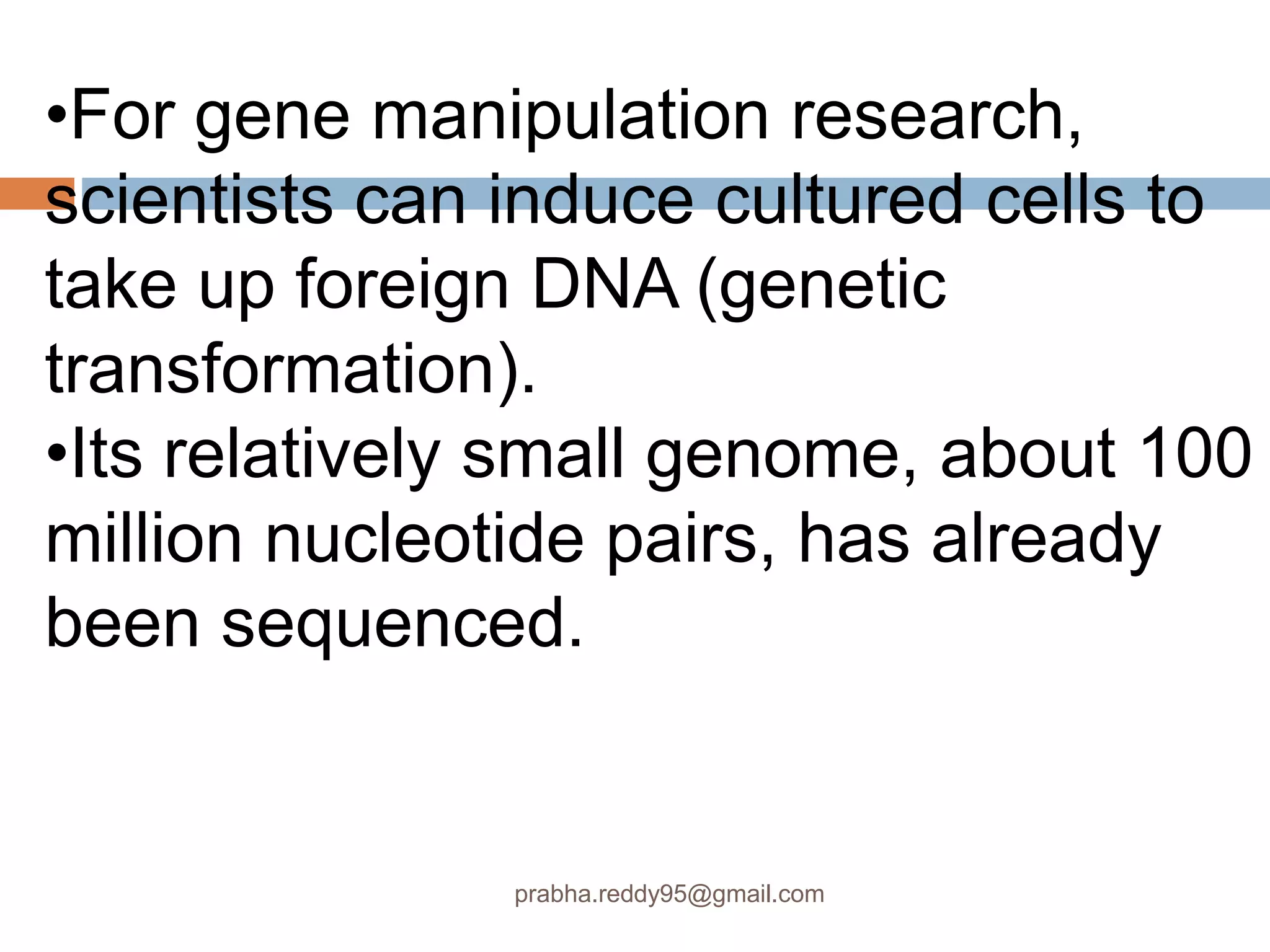 •For gene manipulation research,
scientists can induce cultured cells to
take up foreign DNA (genetic
transformation).
•Its relatively small genome, about 100
million nucleotide pairs, has already
been sequenced.
prabha.reddy95@gmail.com
 