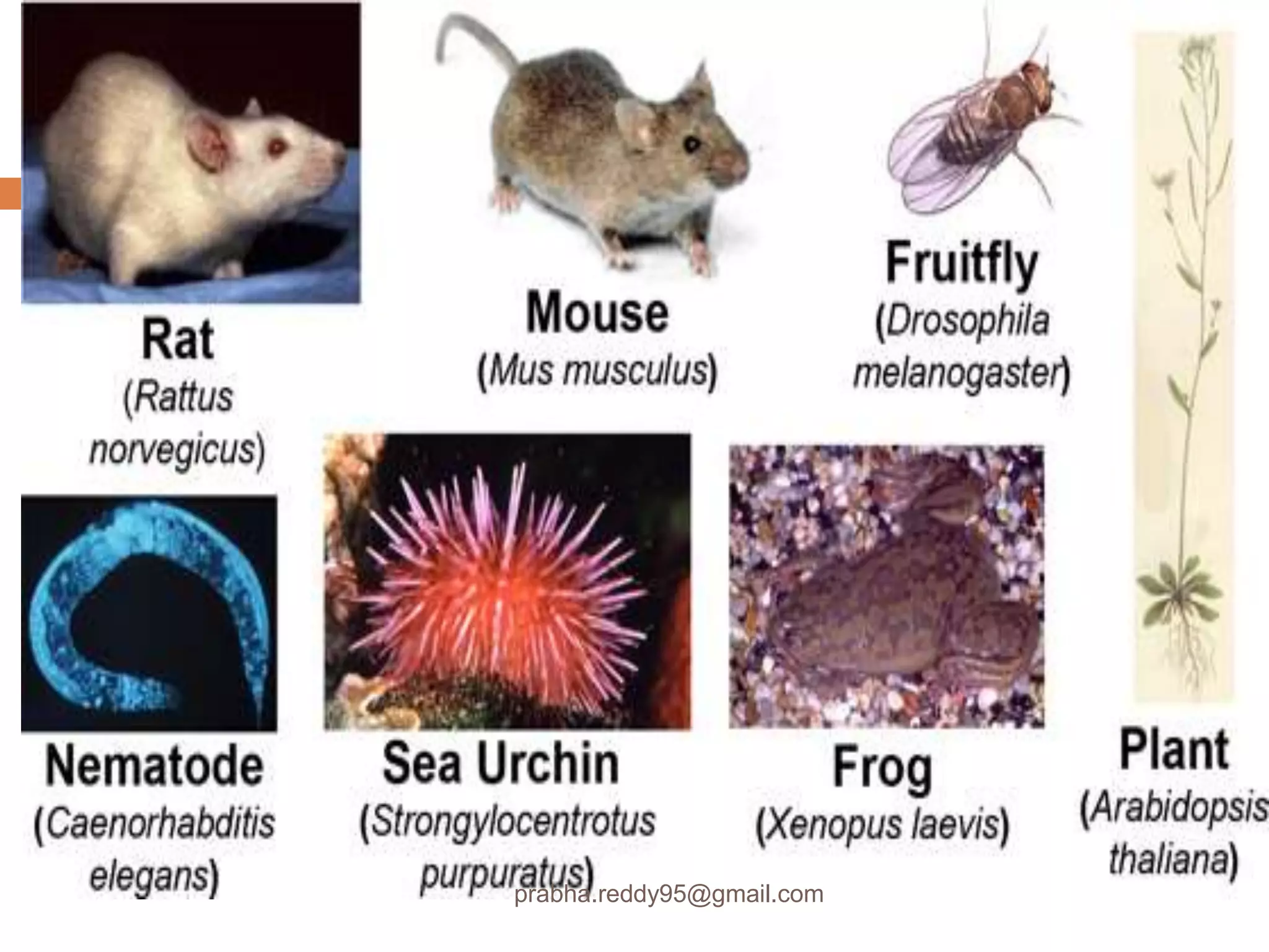 prabha.reddy95@gmail.com
 