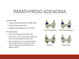 PARATHYROID ADENOMA
Epidemiology
• Single parathyroid adenoma (80-85%)
• Double adenoma (4-5%)
• Parathyroid hyperplasia in (10-12%)
Histopathology
• Primarily composed of chief cells
• May have a rim of normal parathyroid
tissue surrounding the adenoma
• Microadenomas are unencapsulated
while larger tumors may have a thin
fibrous capsule present with cystic
degeneration
 