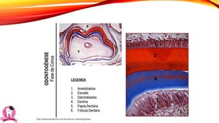 http://www.estudonto.com.br/resumo-odontogenese/
 