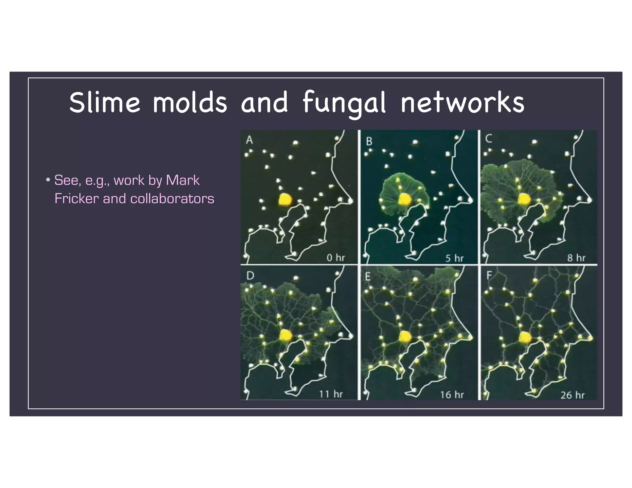 Slime molds and fungal networks
• See, e.g., work by Mark
Fricker and collaborators
 