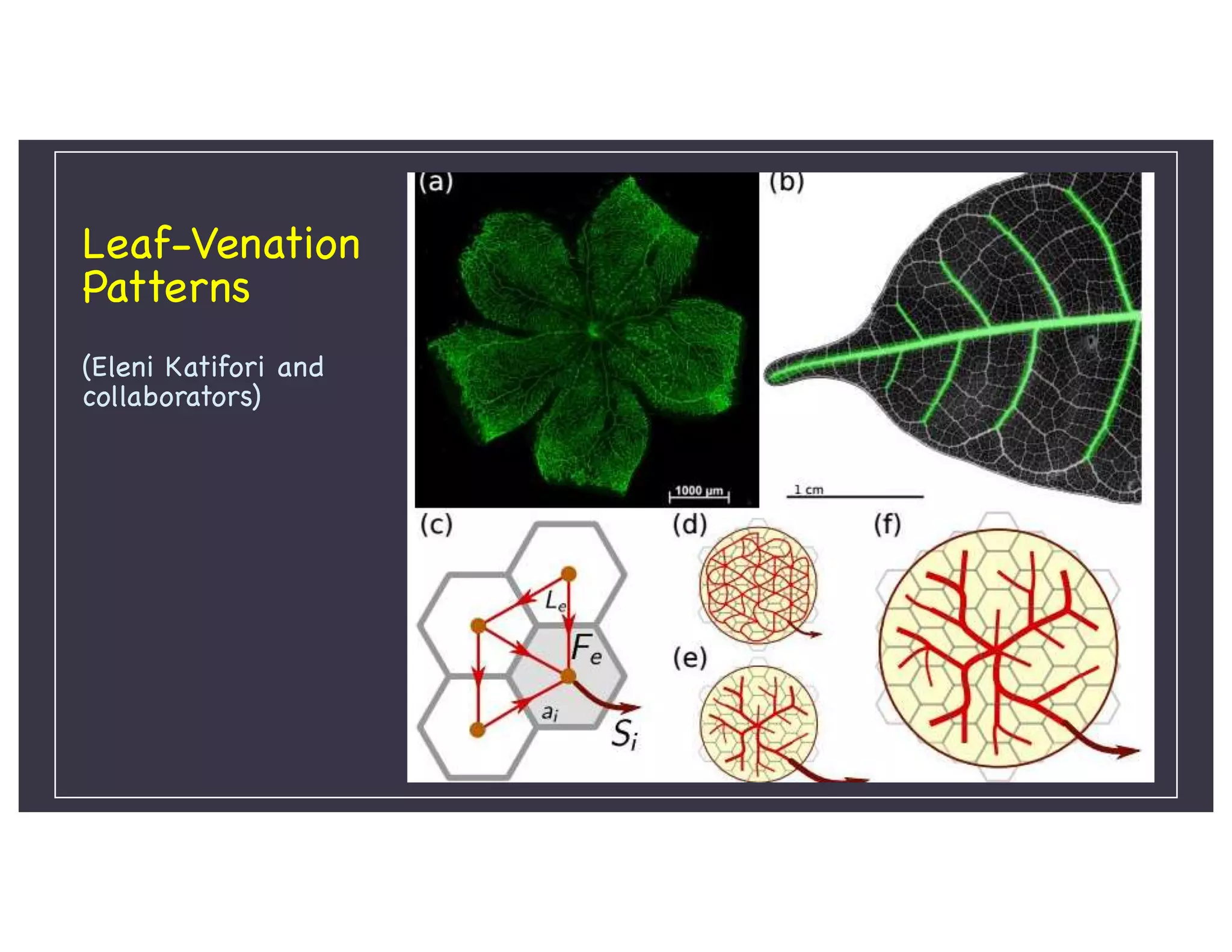 Leaf-Venation
Patterns
(Eleni Katifori and
collaborators)
 